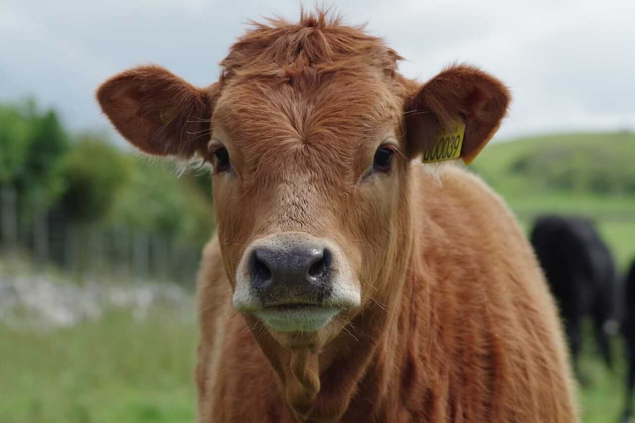 Cattle Extending Weakness to Friday