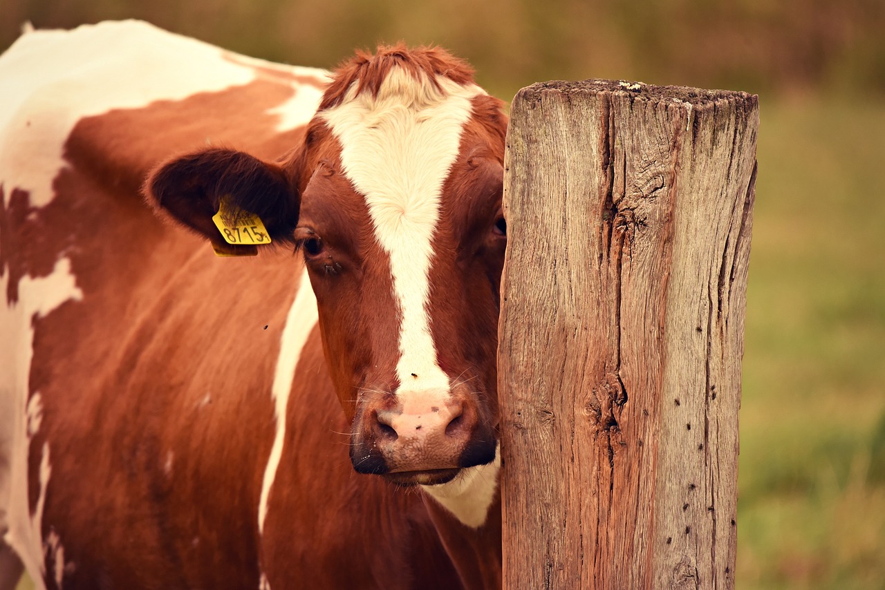 Cattle Falling on Tuesday | Nasdaq