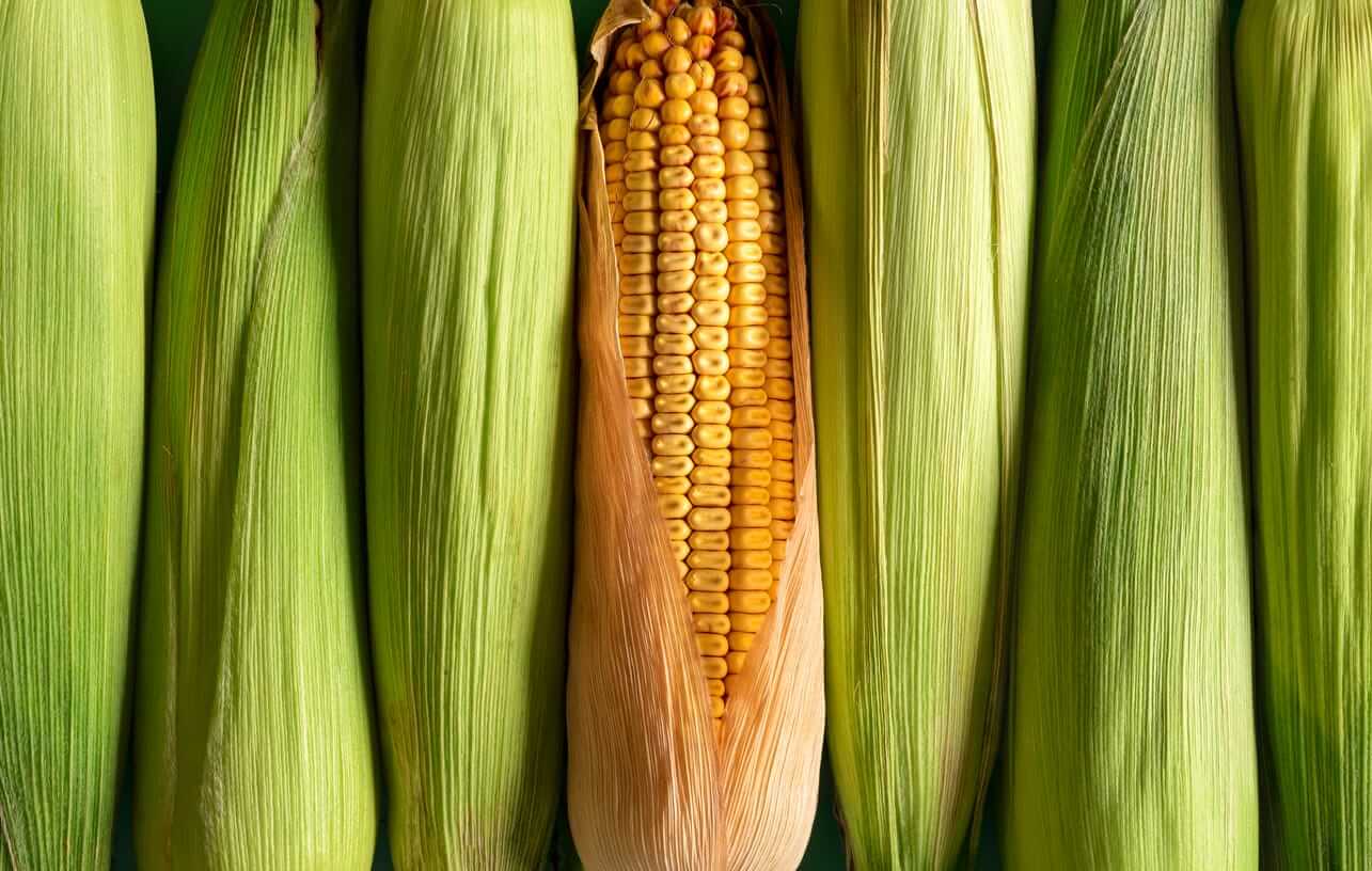 Corn Holding Steady on Friday AM Trade