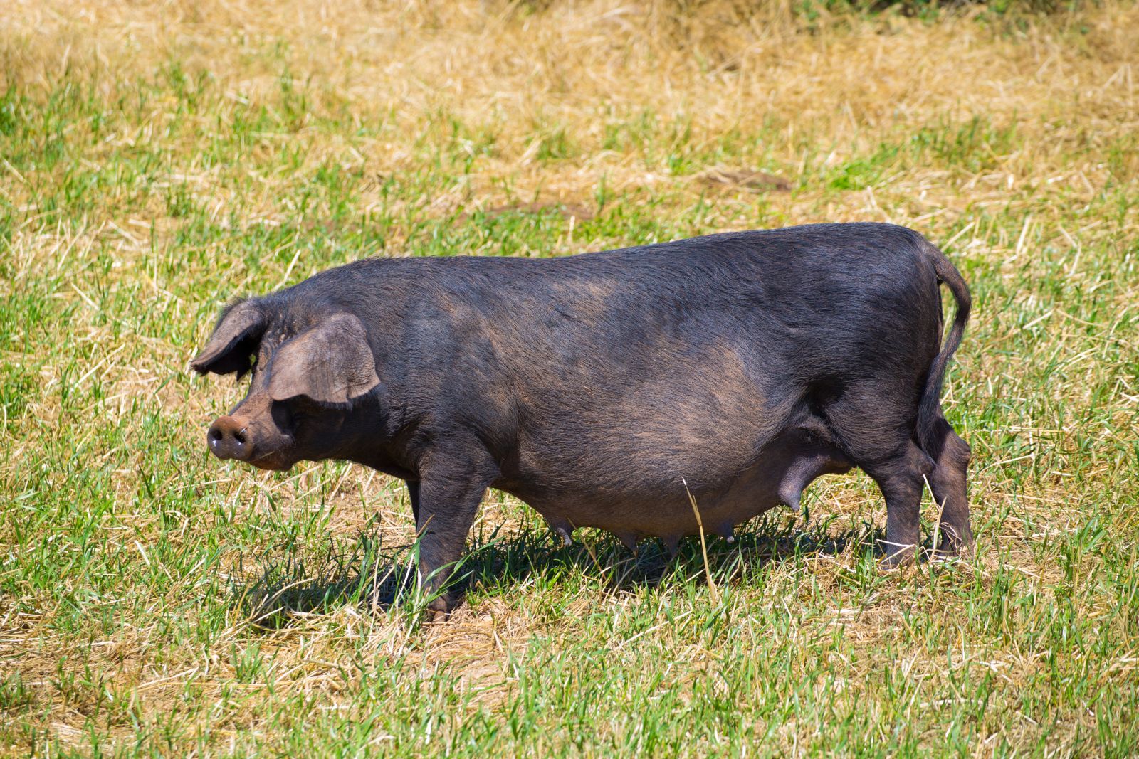 Hogs Look to New Week