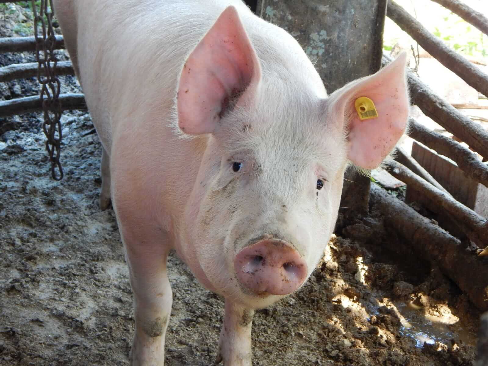 Hogs Trading Mostly Lower on Tuesday