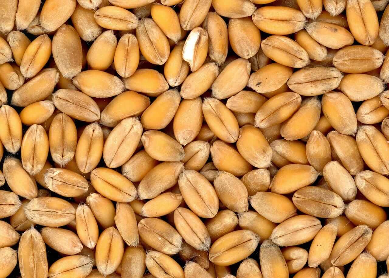 Wheat Trading Fractionally Mixed on Thursday Morning
